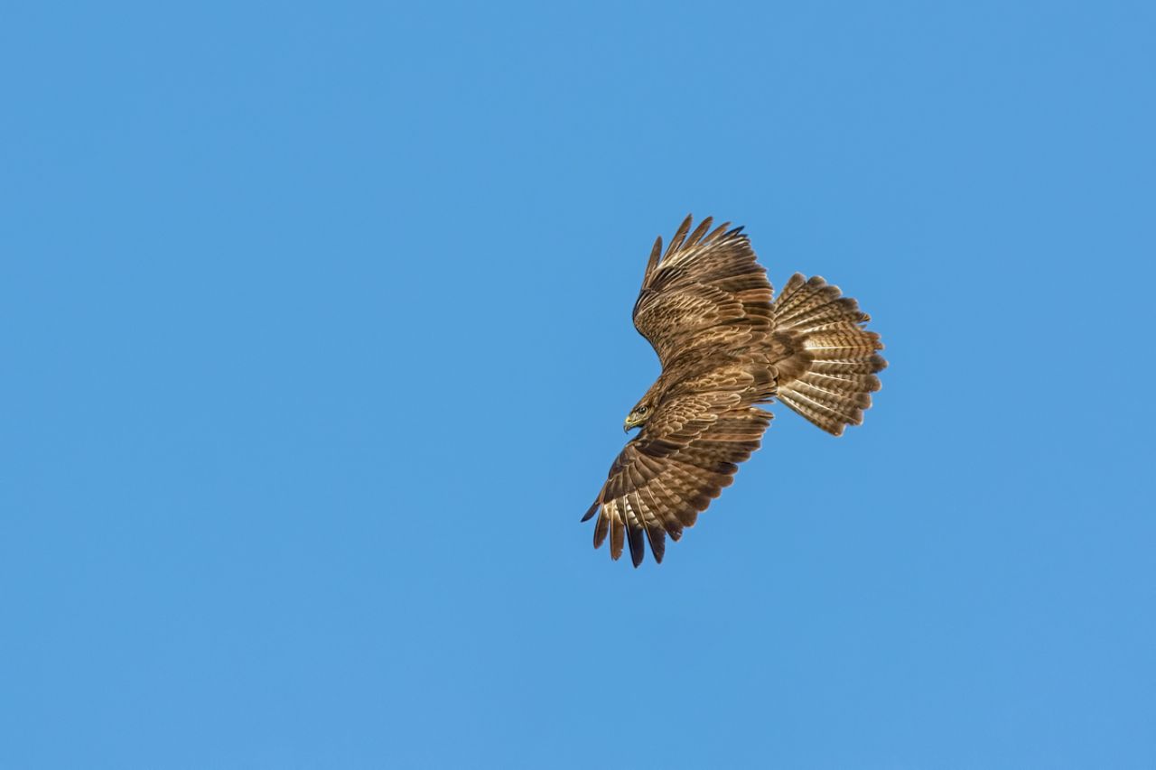 Poiana (Buteo buteo)